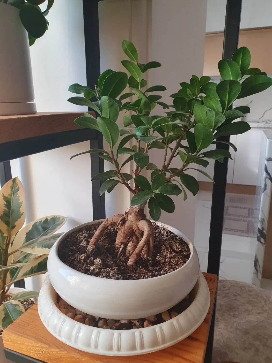 فروش گل های آپارتمانی|گل و گیاه طبیعی|ساری, |دیوار