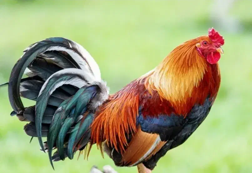 خروس ومرغ|حیوانات مزرعه|مهاجران, |دیوار