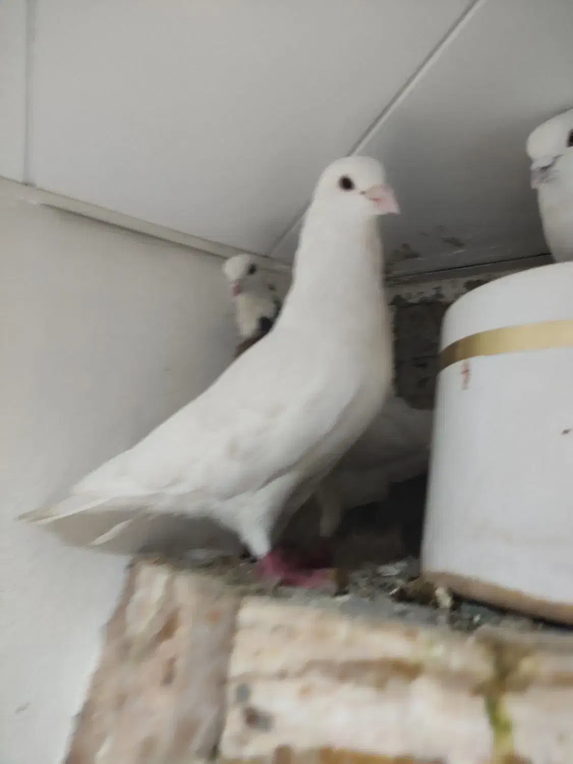 کبوتر مفت|پرنده|یاسوج, |دیوار