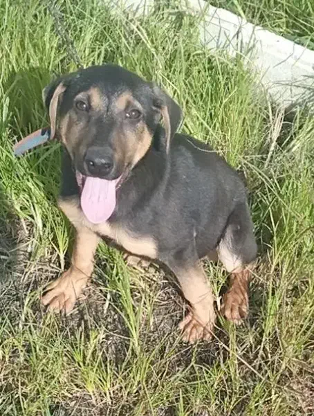 سگ روتفایلر|سگ|آستانه اشرفیه, |دیوار