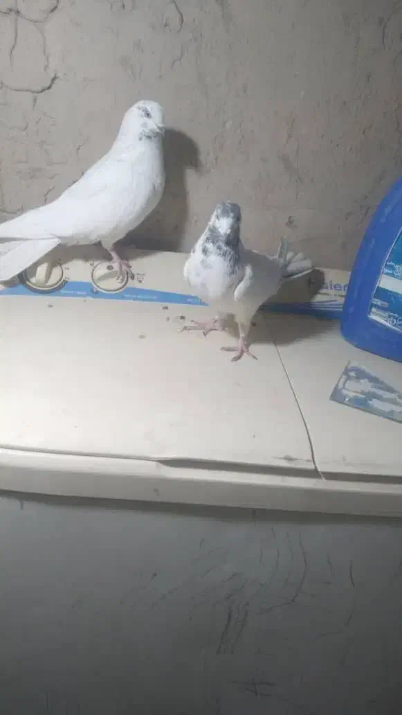 کفتر پرشی|پرنده|کرباسک, |دیوار