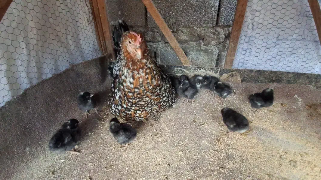 جوجه نژاد آمروک آمریکایی|حیوانات مزرعه|قائم‌شهر, |دیوار