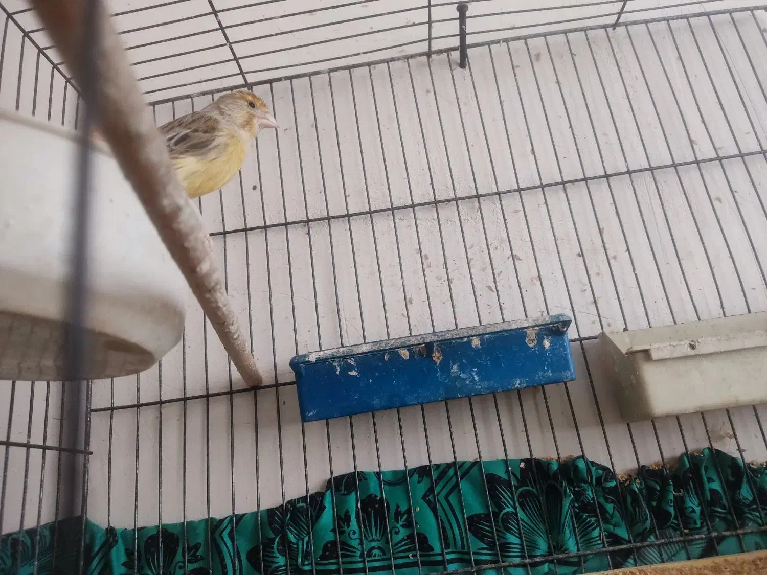 قناری|پرنده|قم, قلعه کامکار|دیوار