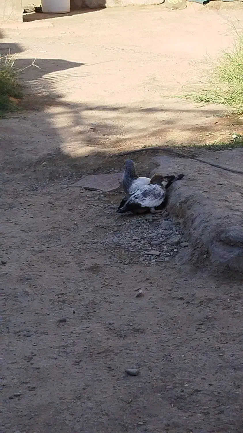 نر گمشده خریدارم|حیوانات|ایرانشهر, |دیوار