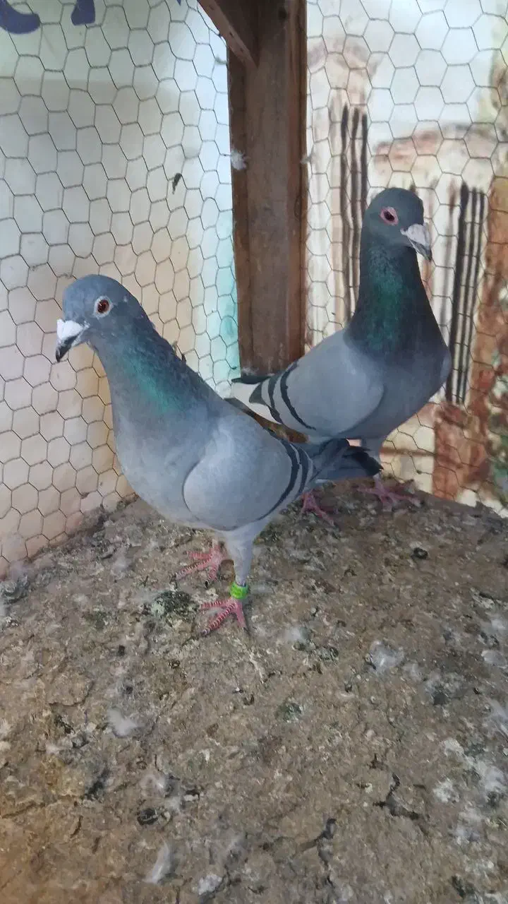 کفتر پلاکی|پرنده|زارچ, |دیوار