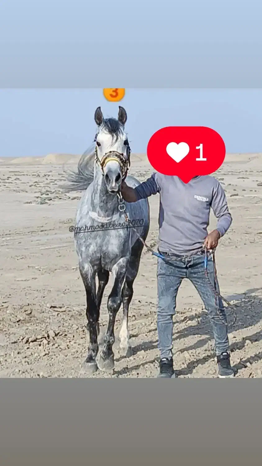 نریون یادگار آهو|اسب و تجهیزات اسب‌سواری|بروجرد, |دیوار