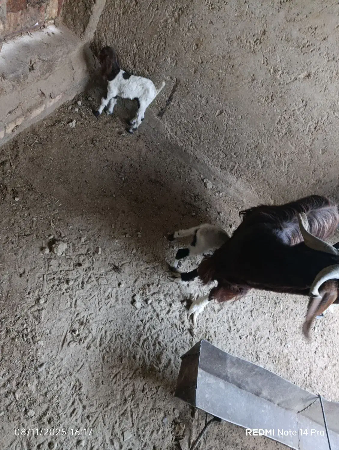 بز دوکره ای|حیوانات مزرعه|نیمروز, |دیوار