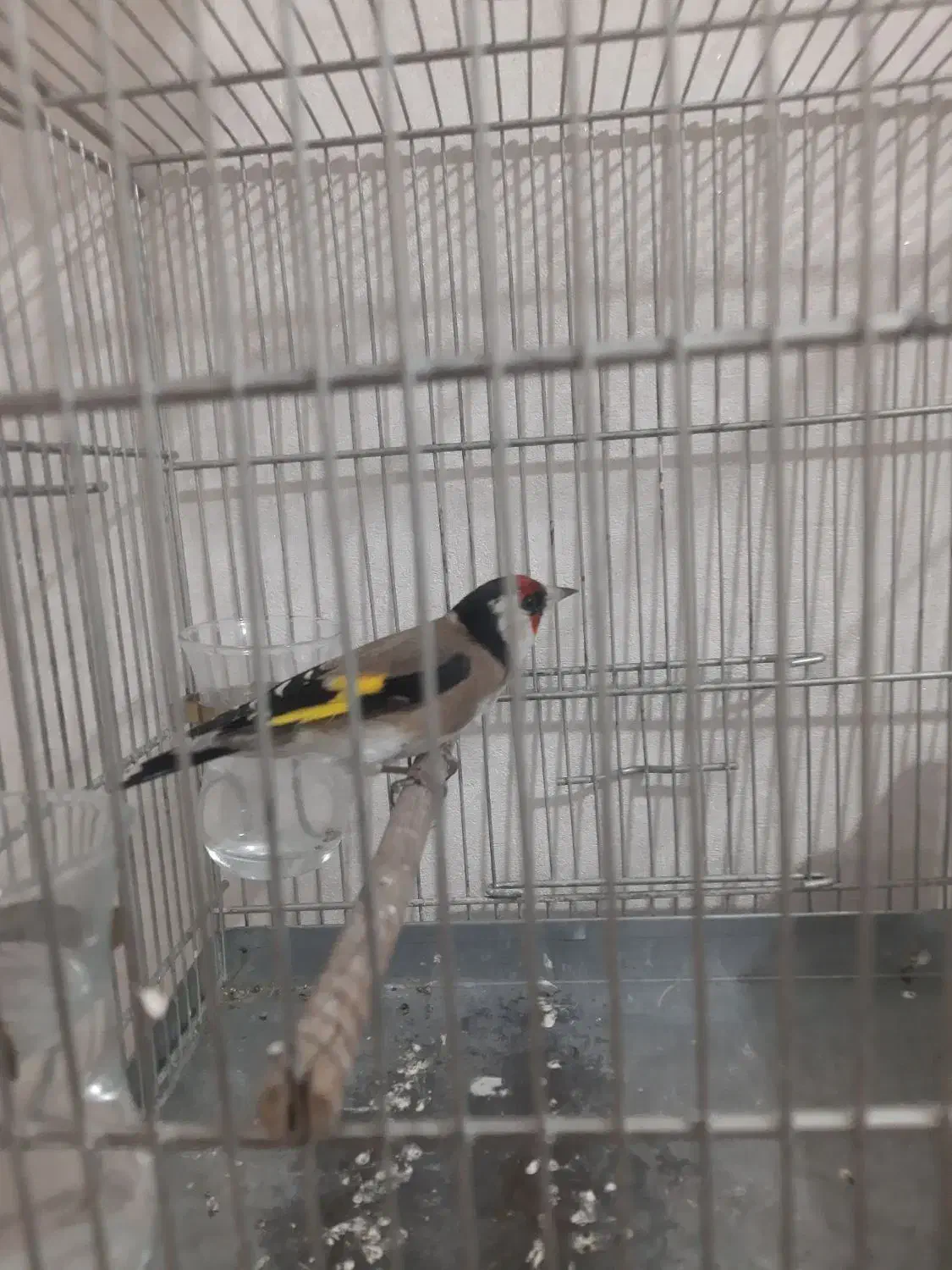 سره|پرنده|کرج, کوی امامیه|دیوار