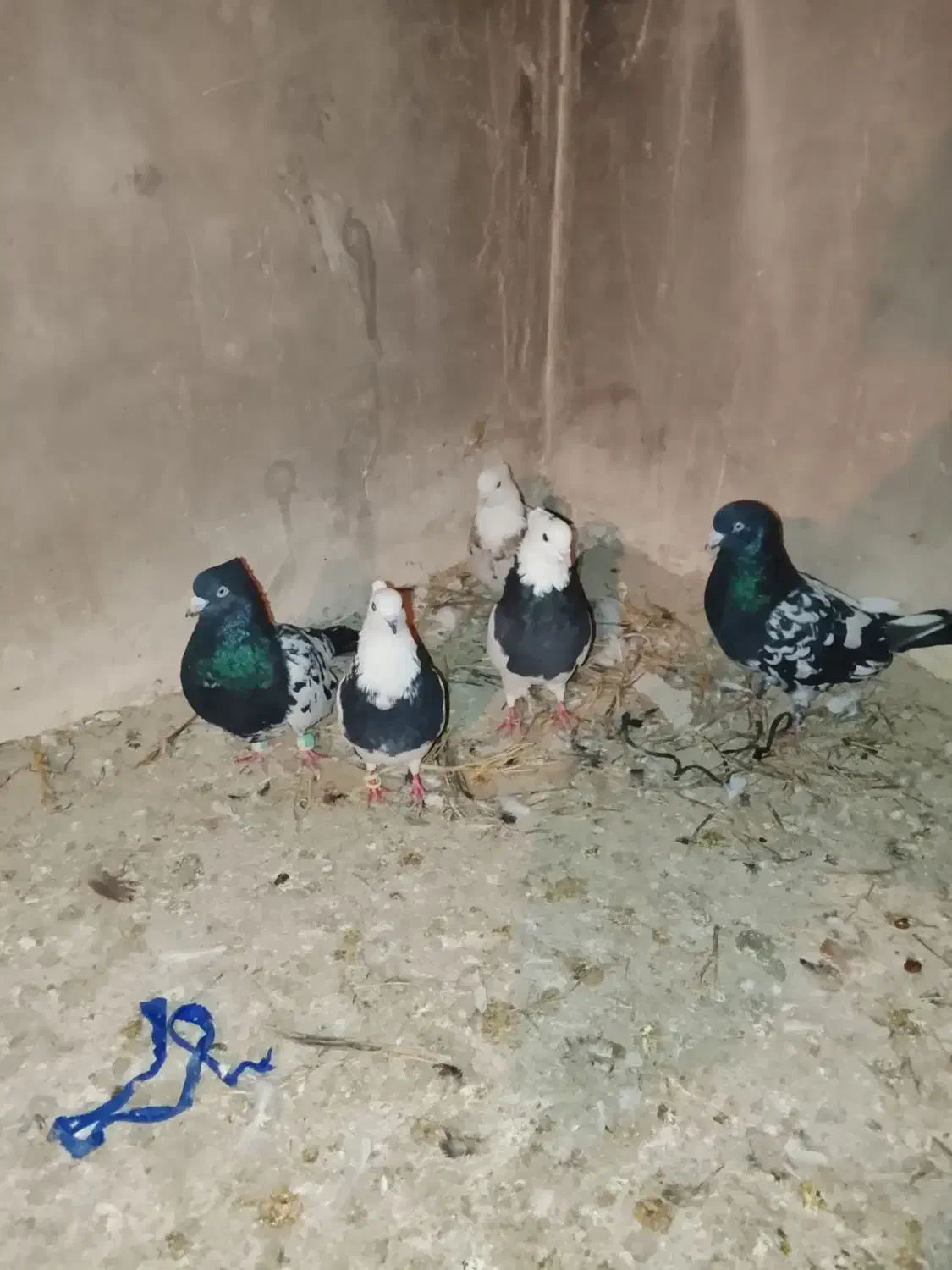 ۵عدد کبوتر|پرنده|شیروان (خراسان), |دیوار