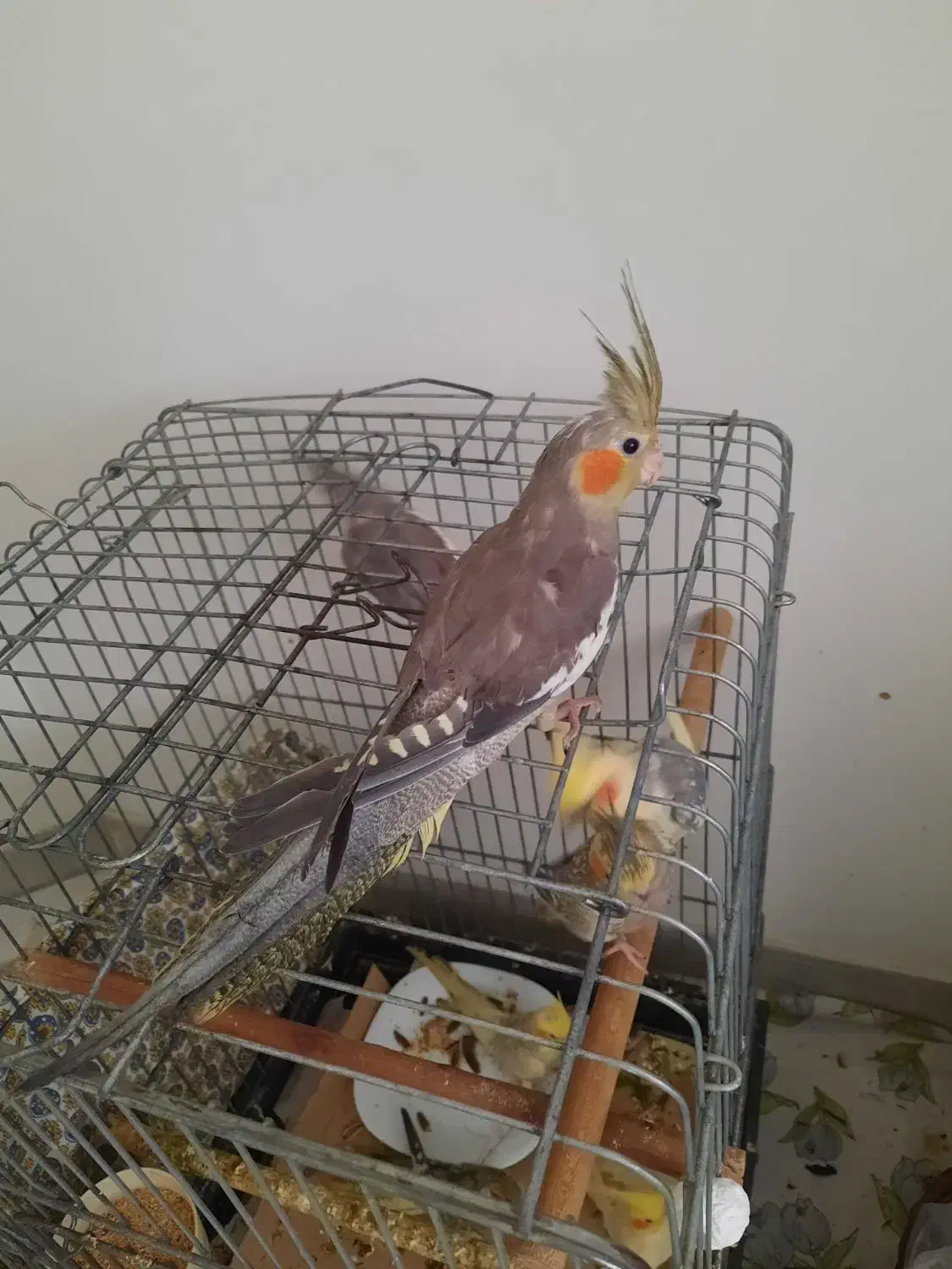 عروس هلندی نر ماده|پرنده|تهران, دبستان|دیوار