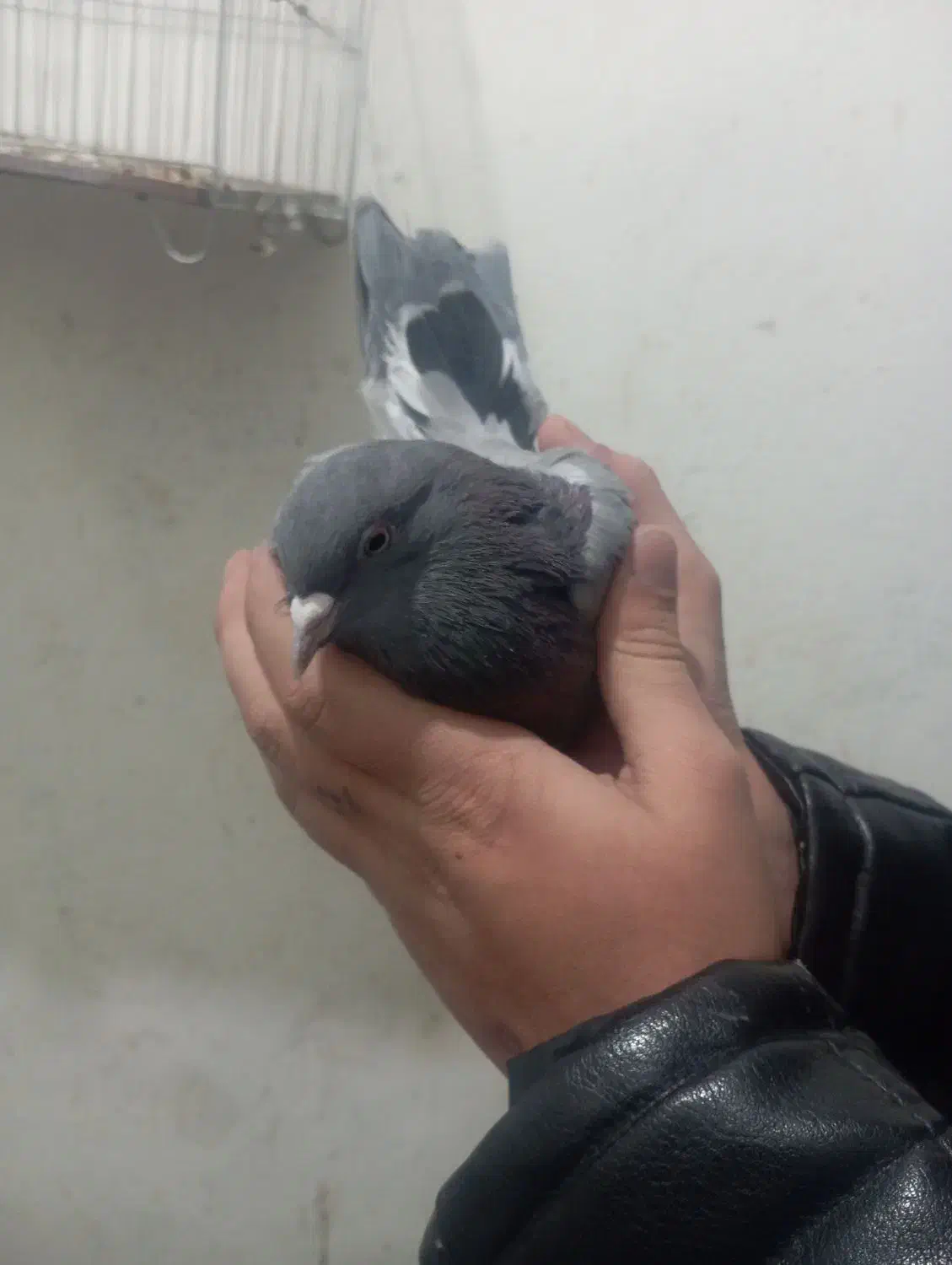 کفتر دم سیاه و سبز بازی کنه|پرنده|شهرضا, |دیوار