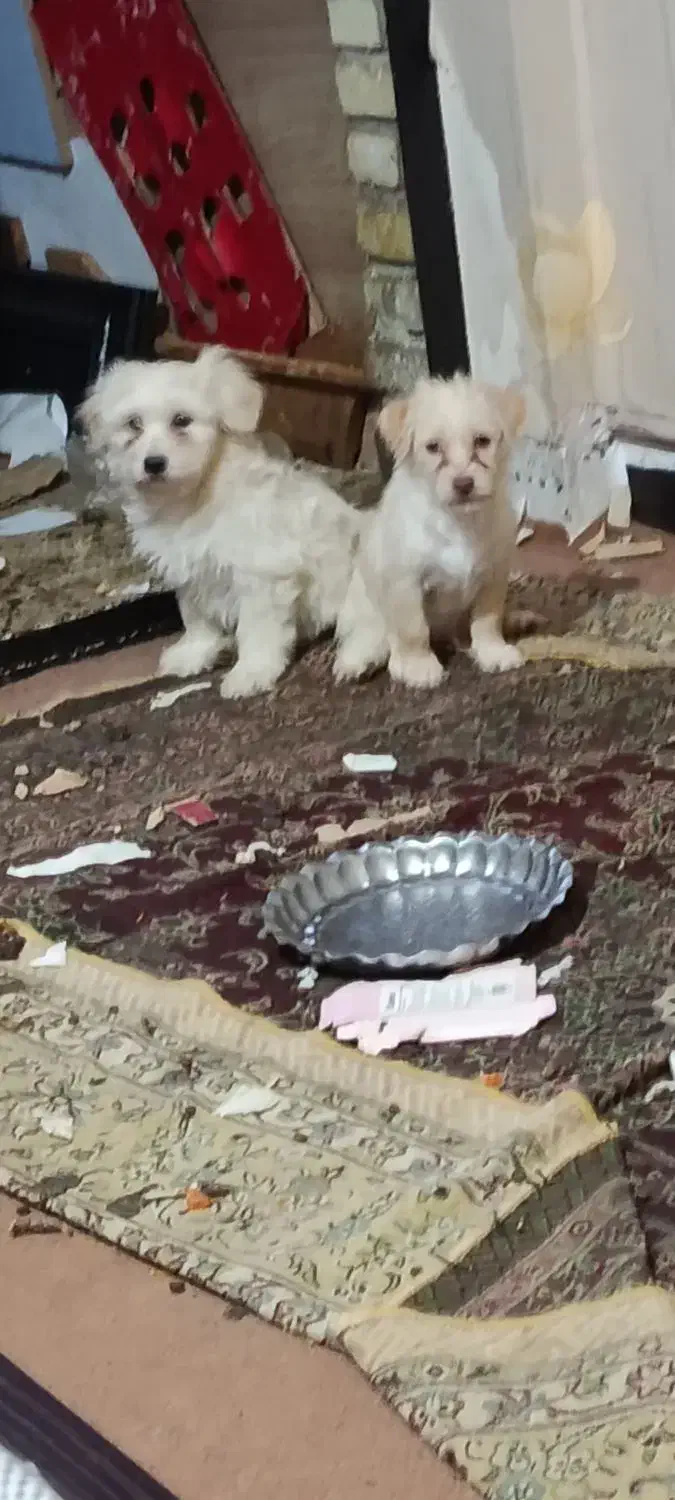 توله ۲ماهه|سگ|اسلامشهر, شهرک واوان|دیوار