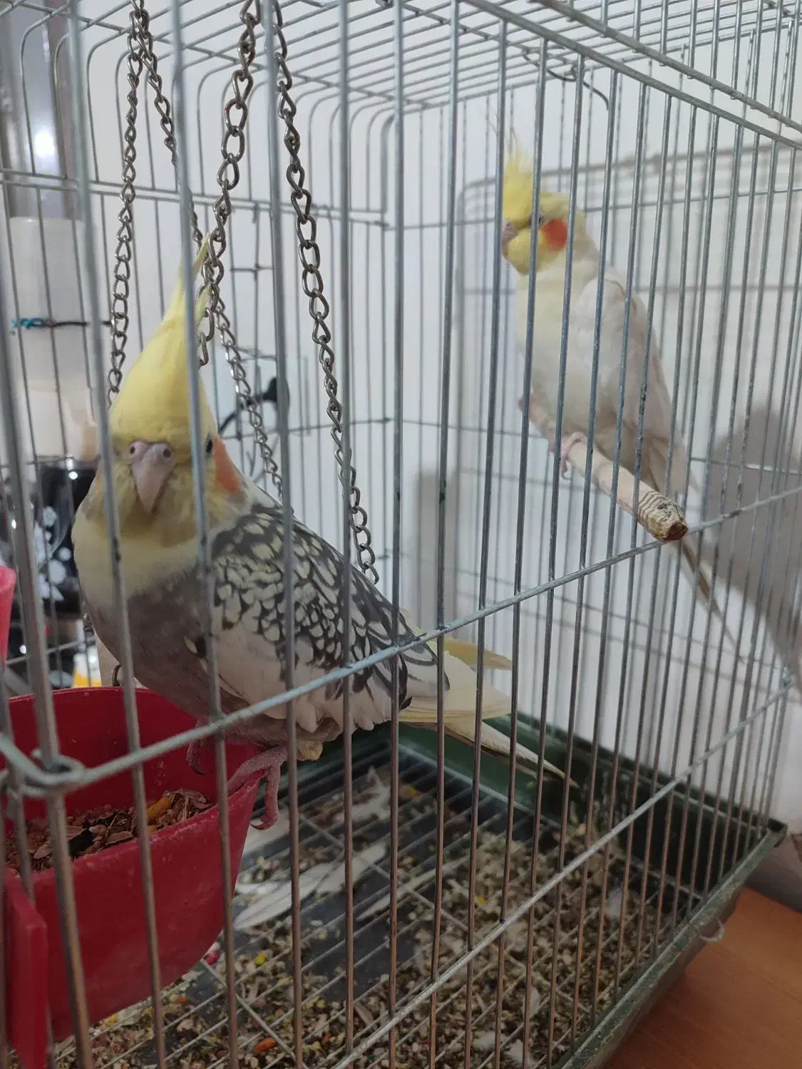 فروش عروس هلندی دست آموز|پرنده|نقده, |دیوار