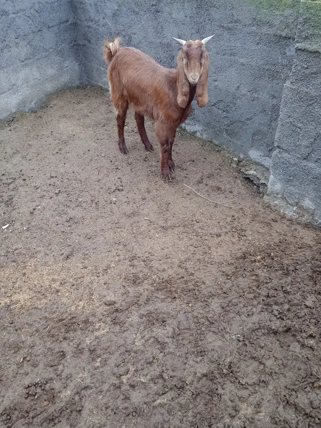 یک راس بز ماده فروشی|حیوانات مزرعه|خان ببین, |دیوار