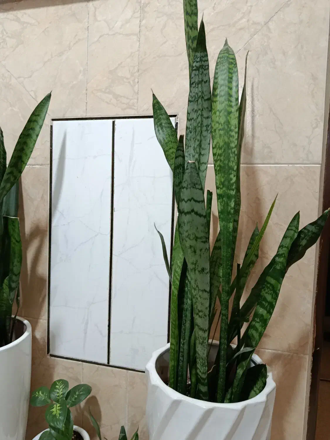 گل طبیعی|گل و گیاه طبیعی|الیگودرز, |دیوار