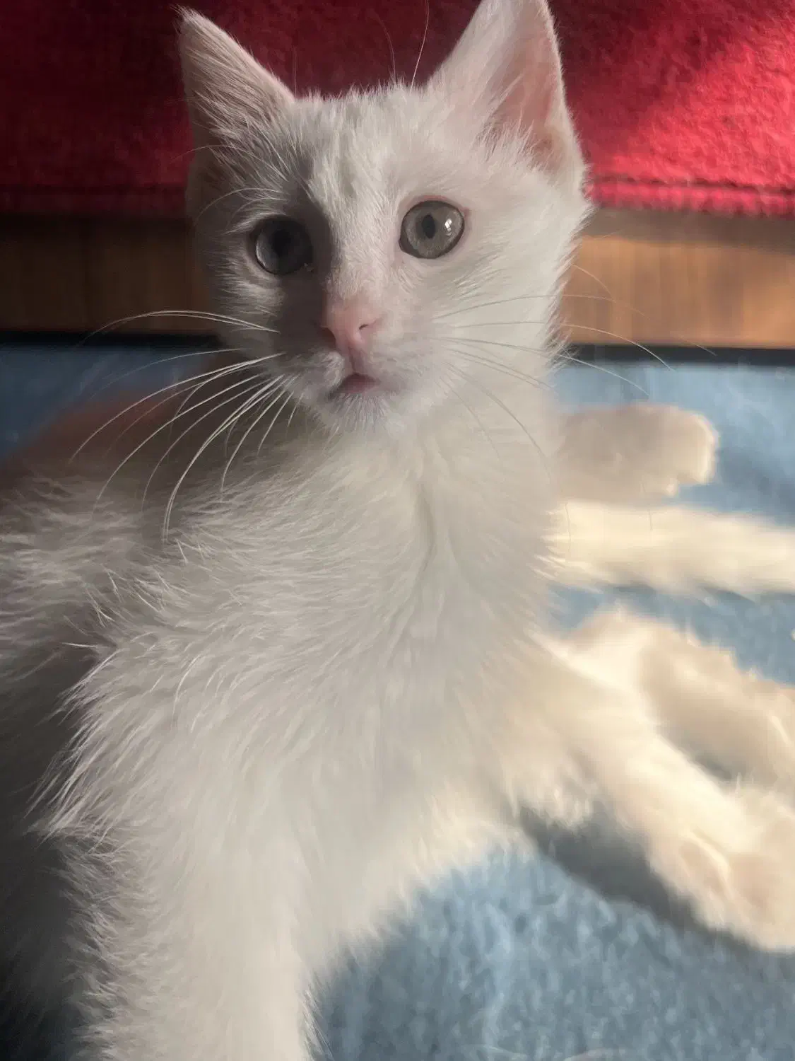 گربه اسکاتیش سفید چشم دو رنگ|گربه|کرمان, |دیوار