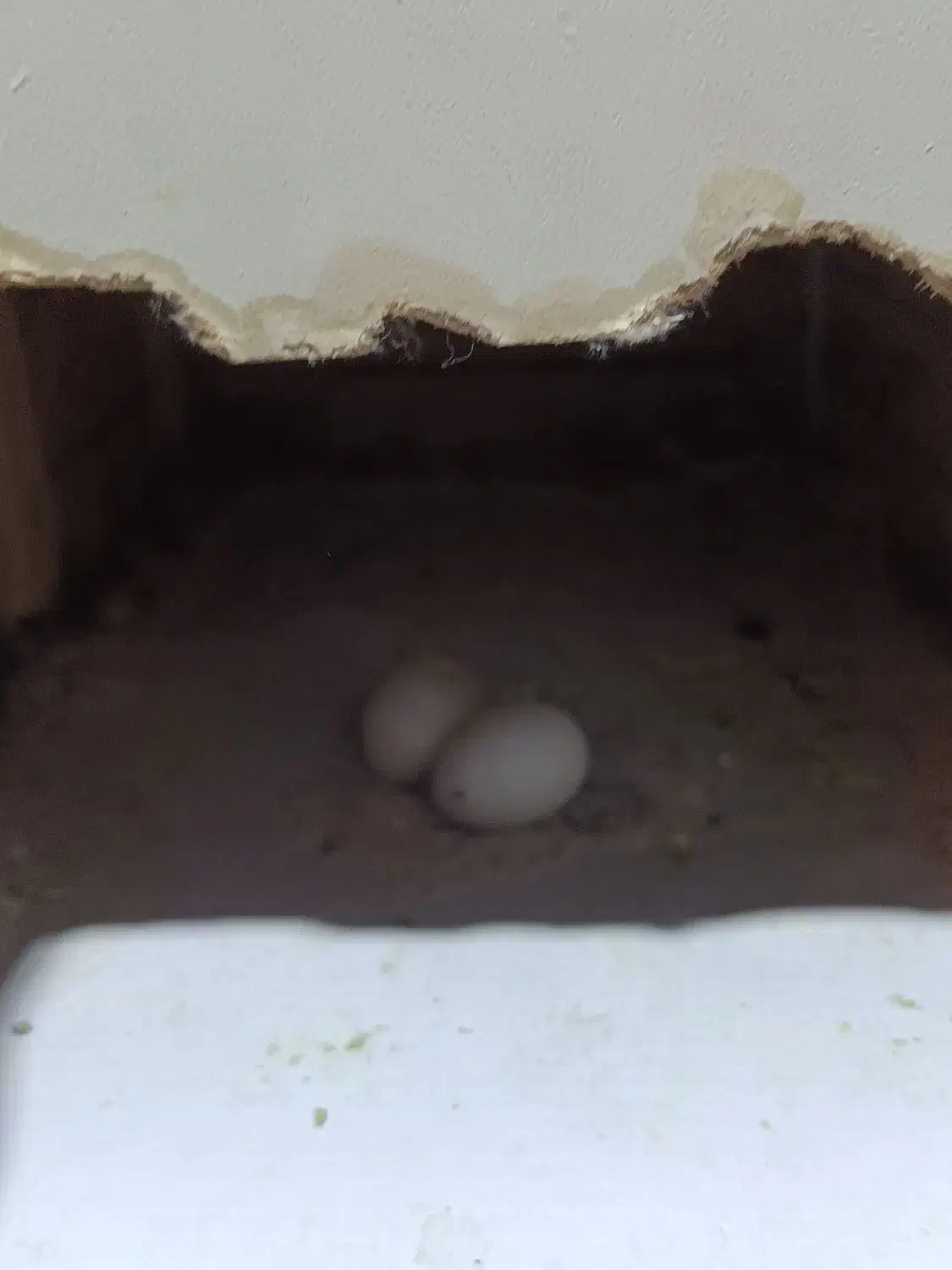 عروس هلندی|پرنده|دالاهو, |دیوار