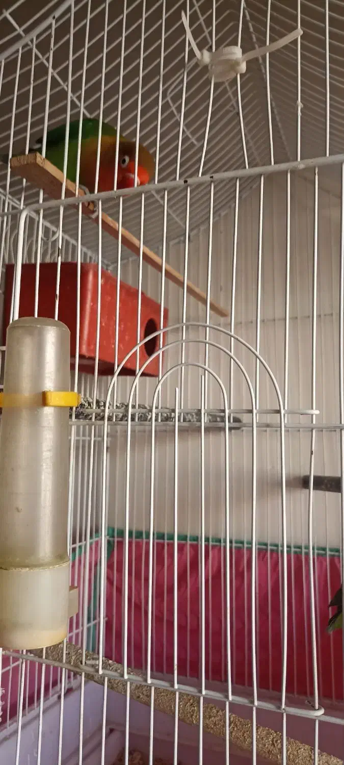 طوطی برزیلی|پرنده|شیراز, امام حسین|دیوار