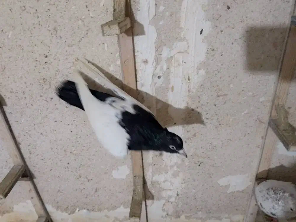 کلاغ رسمی و سینه|پرنده|مشهد, ادیب نیشابوری (شهرک غرب)|دیوار