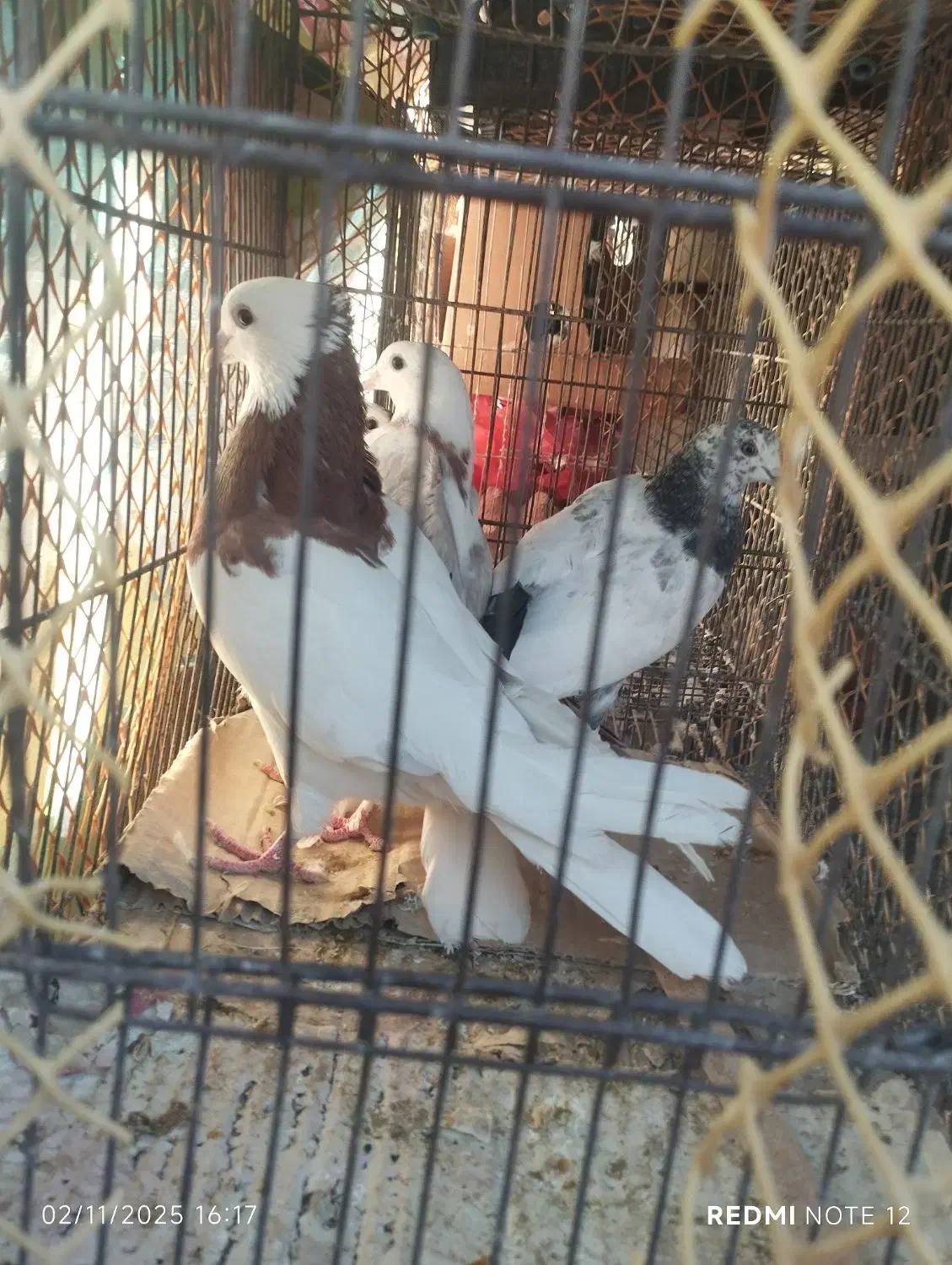 کبوتر|پرنده|محمدشهر, سیدآباد|دیوار