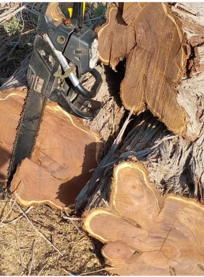 قطع درختان مزاحم|خدمات باغبانی و درختکاری|سیریک, |دیوار