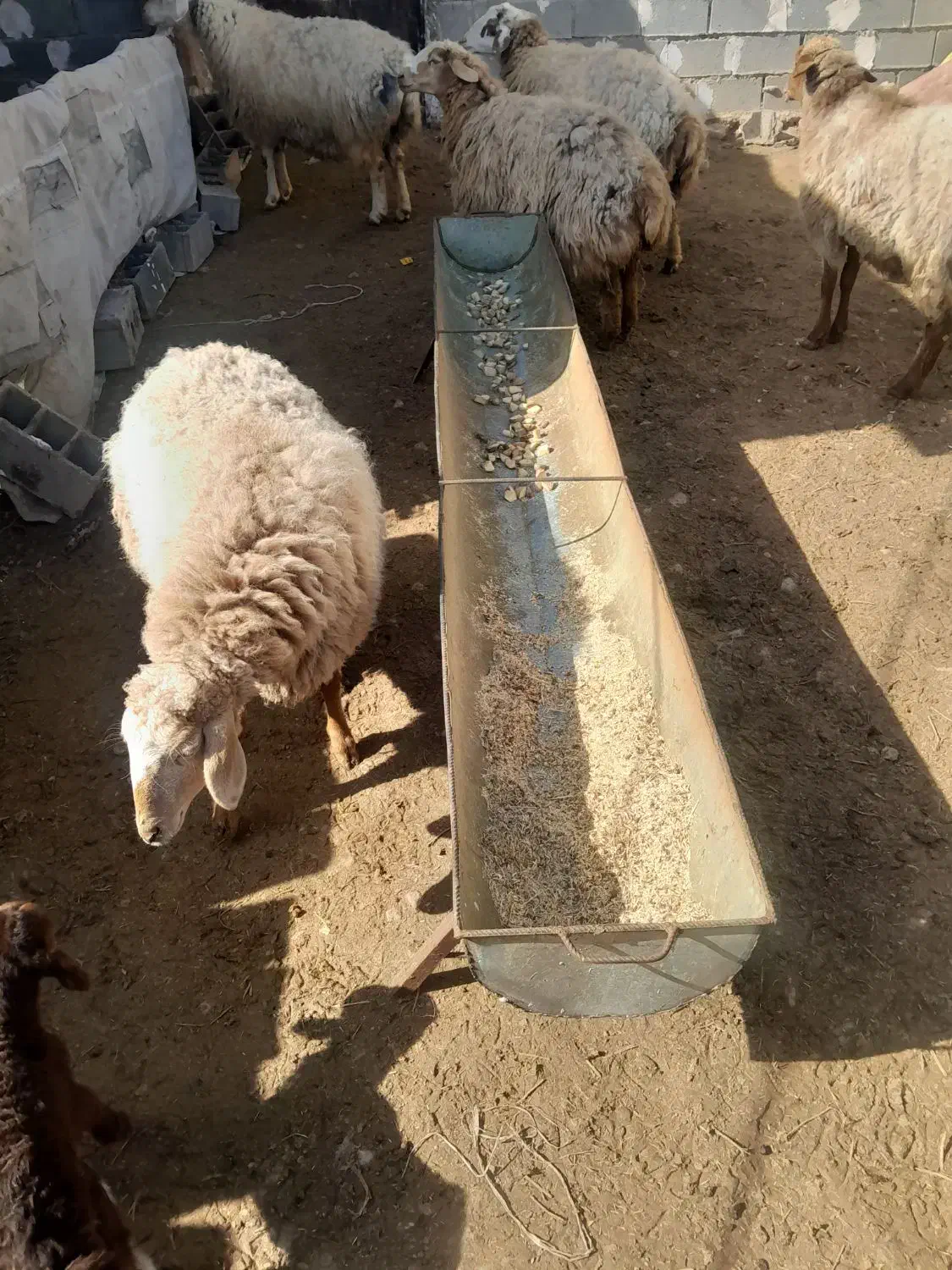 میش داشتی|حیوانات مزرعه|شیروان (خراسان), |دیوار