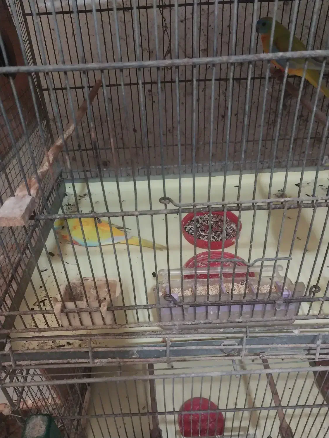 فروش طوطی نیوفما جوان|پرنده|آمل, |دیوار