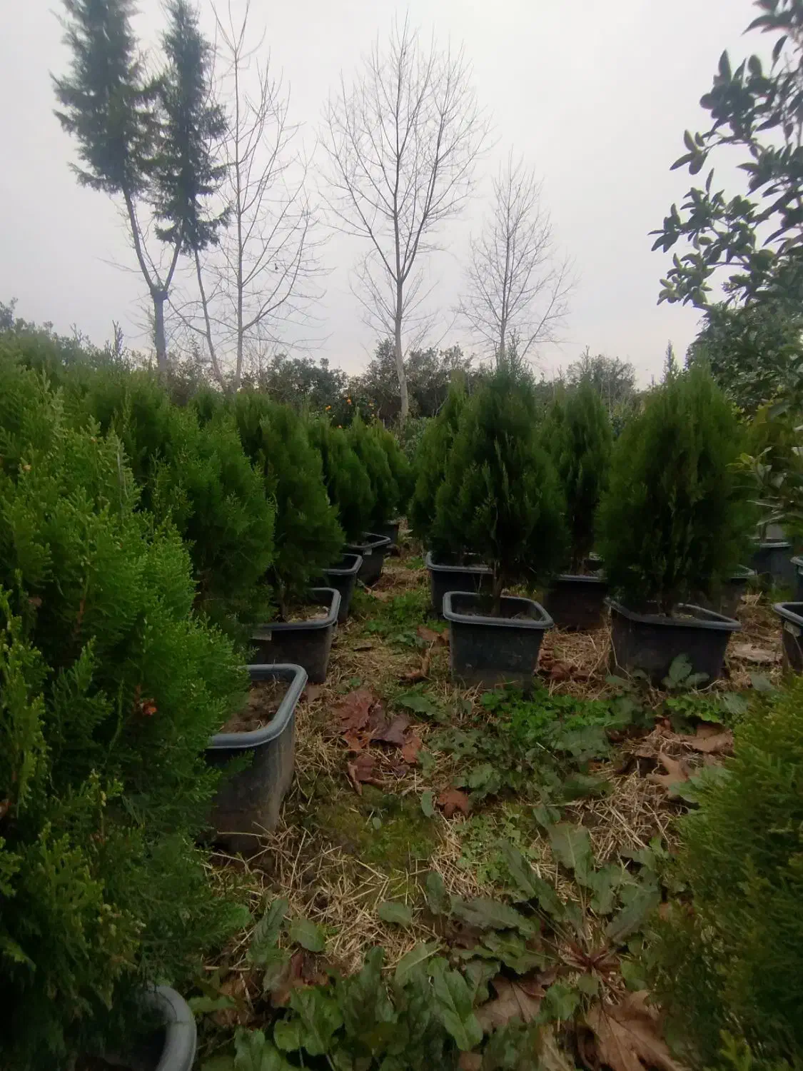 کامیس|گل و گیاه طبیعی|نشتارود, |دیوار