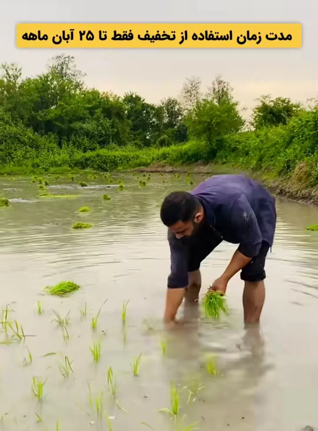برنج اعیونی / وحشی/ دودی/ درجه یک|خوردنی و آشامیدنی|بوشهر, |دیوار