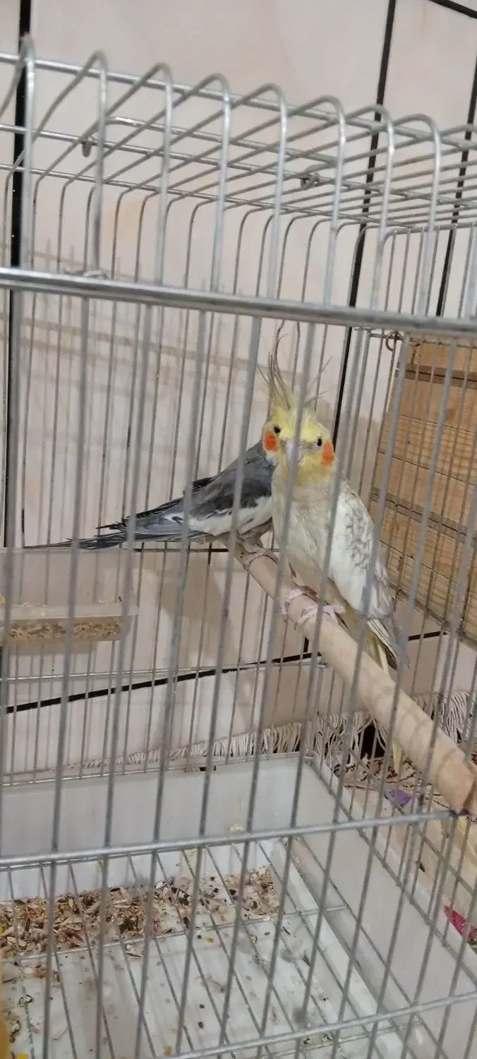 عروس هلندی|پرنده|آبدانان, |دیوار