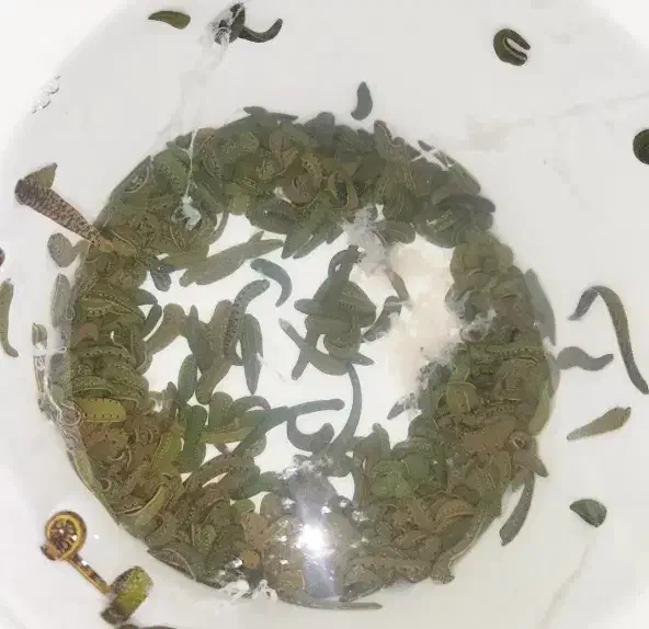 زالو  (فروش زالوی طبی  برای مصارف درمانی آرایشی)|آرایشی، بهداشتی، درمانی|ارومیه, |دیوار