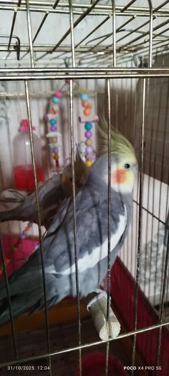 یک جفت عروس هلندی مولد|پرنده|مشهد, جاهد شهر|دیوار