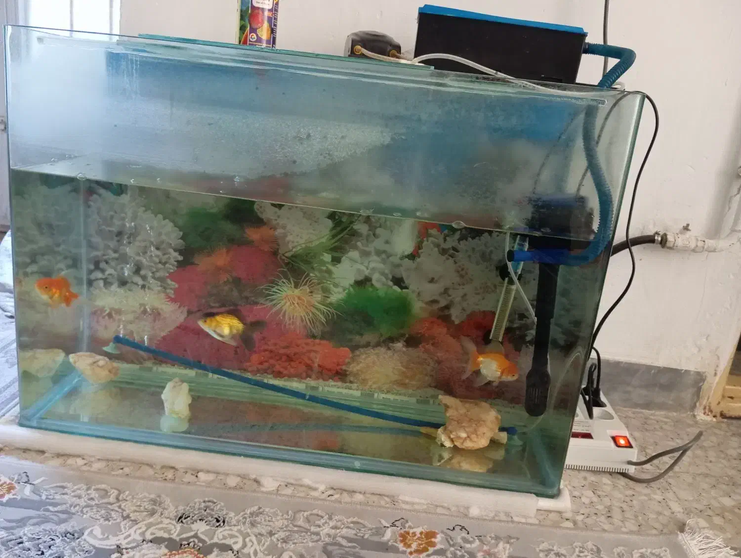 اکواریوم|ماهی|سقز, |دیوار