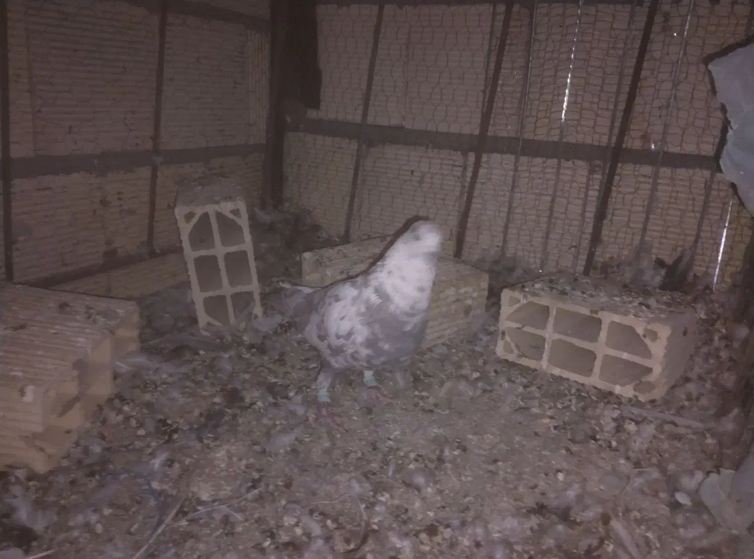 4عدد کفتر پرشی|پرنده|مشهد, نیروی هوایی|دیوار