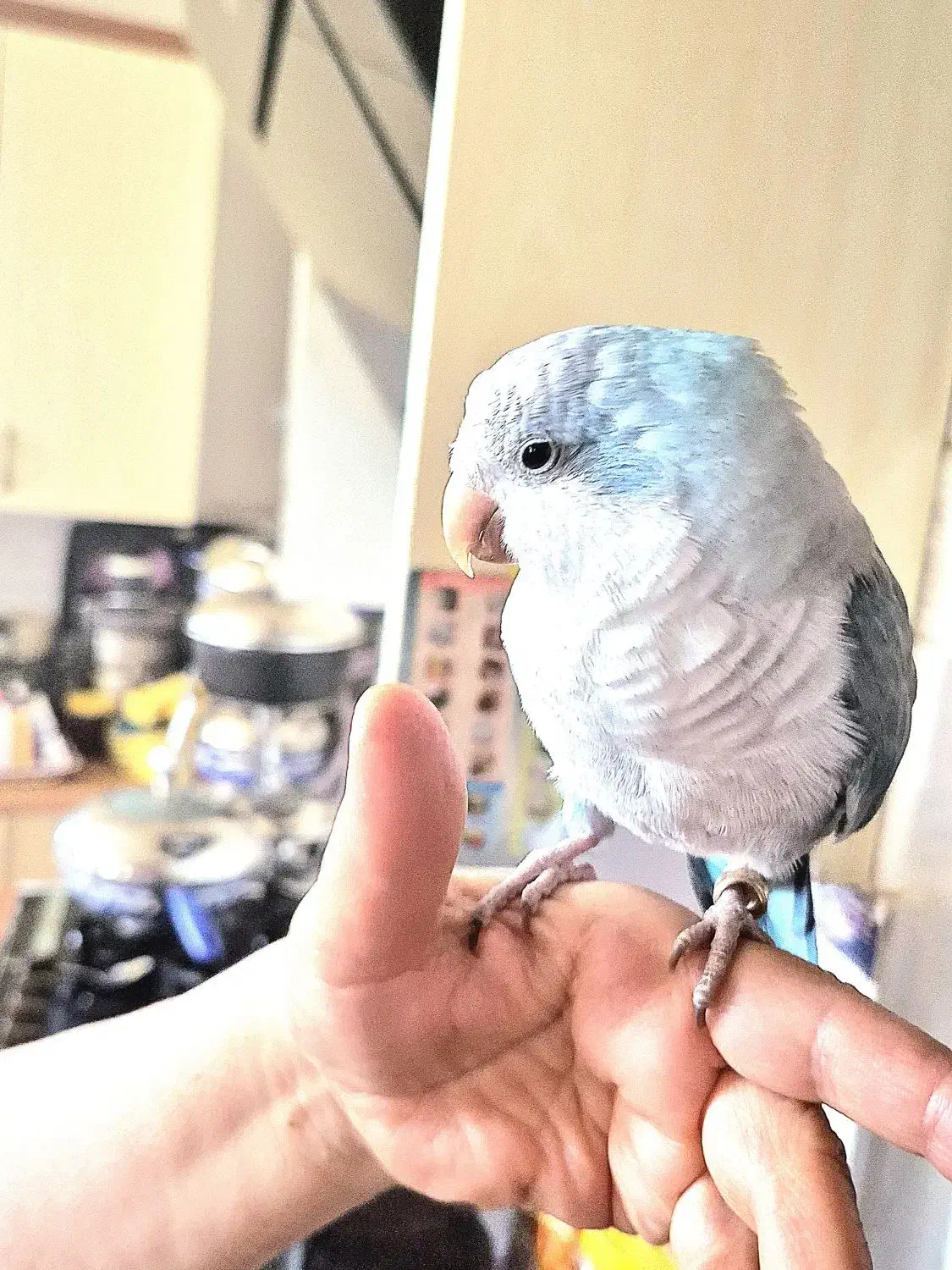 طوطی راهب ابی|پرنده|کرمانشاه, |دیوار