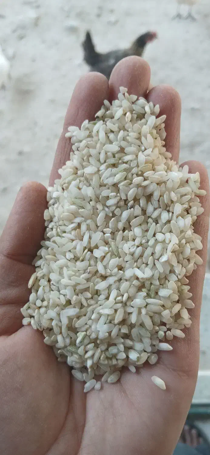 برنج شهری|خوردنی و آشامیدنی|مارگون, |دیوار