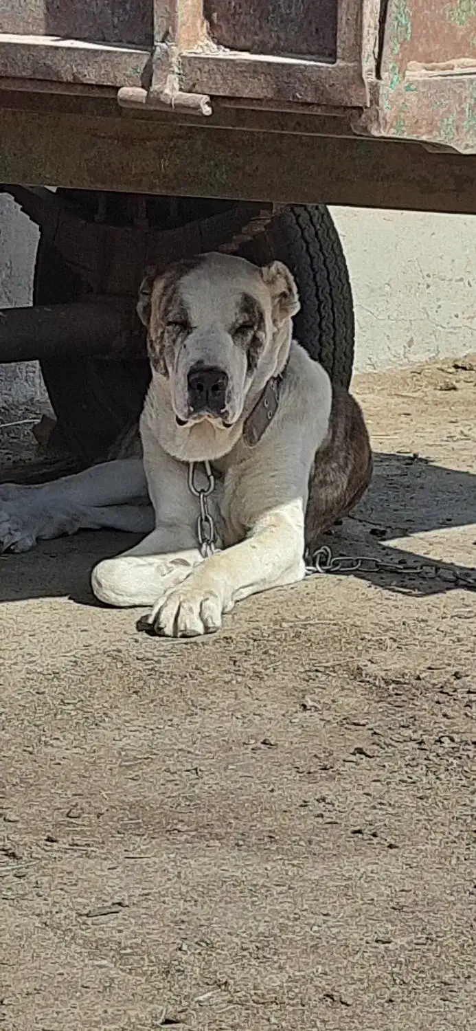 سگ خراسانی|سگ|سبزوار, خسروجرد|دیوار