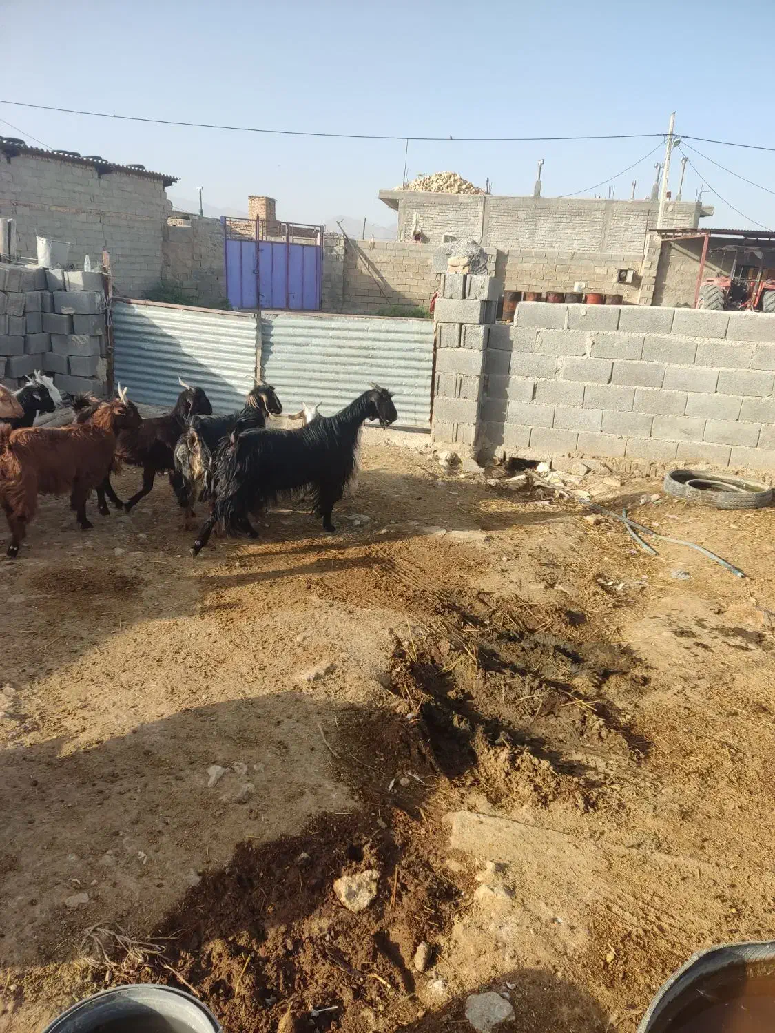 بز و کهره|حیوانات مزرعه|زرقان, |دیوار