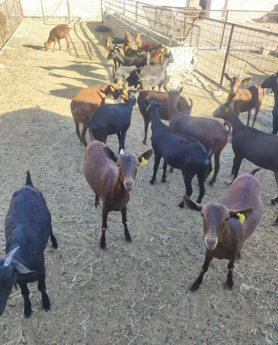 فروش و معاوضه مورسیا آبستن با میش آبستن|حیوانات مزرعه|بم, |دیوار