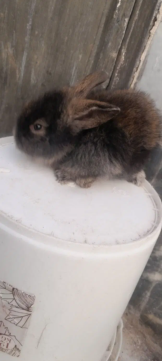 بچه خرگوش لوپ|موش و خرگوش|سبزوار, پاسداران|دیوار