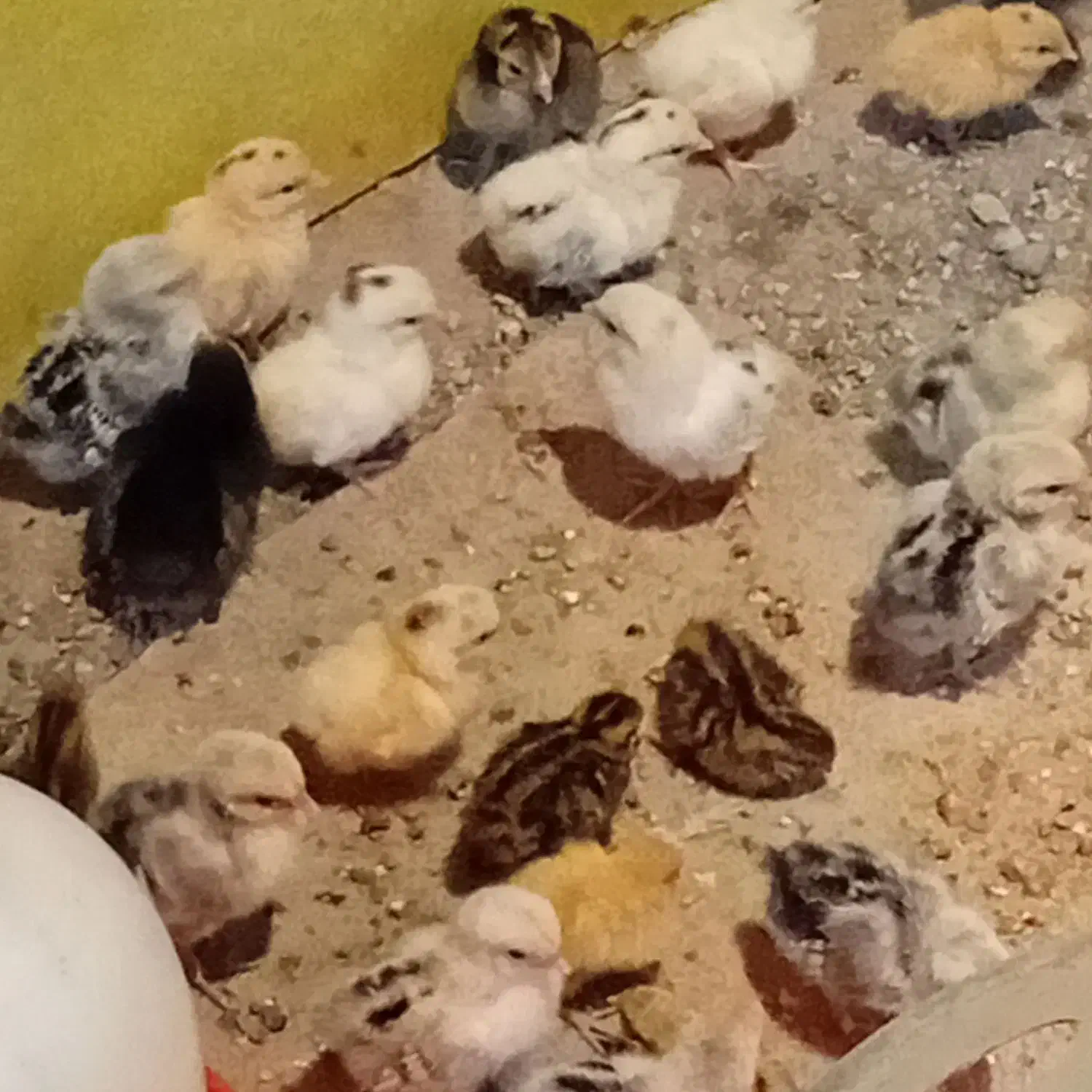 جوجه مرغ مینیاتوری|حیوانات مزرعه|پاکدشت, پاکدشت (مامازند)|دیوار