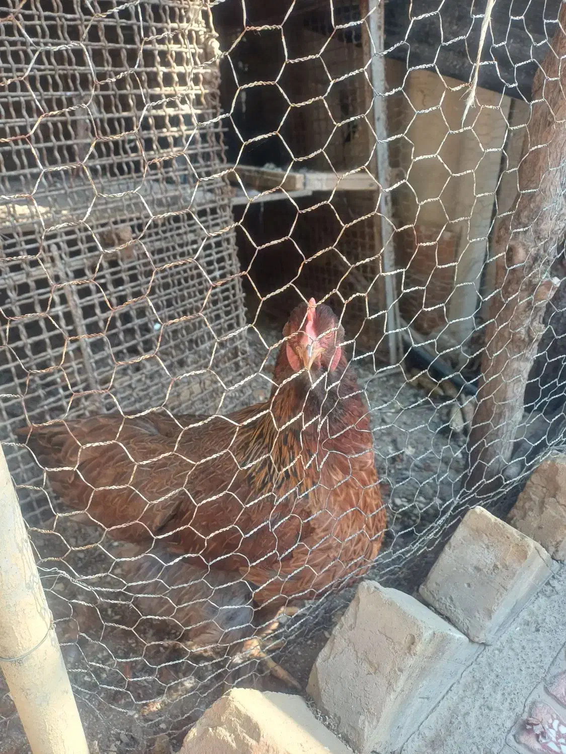 یک جفت مرغ وخروس امپراطور مرغ کرچ شو|حیوانات مزرعه|کوهسار (البرز), |دیوار