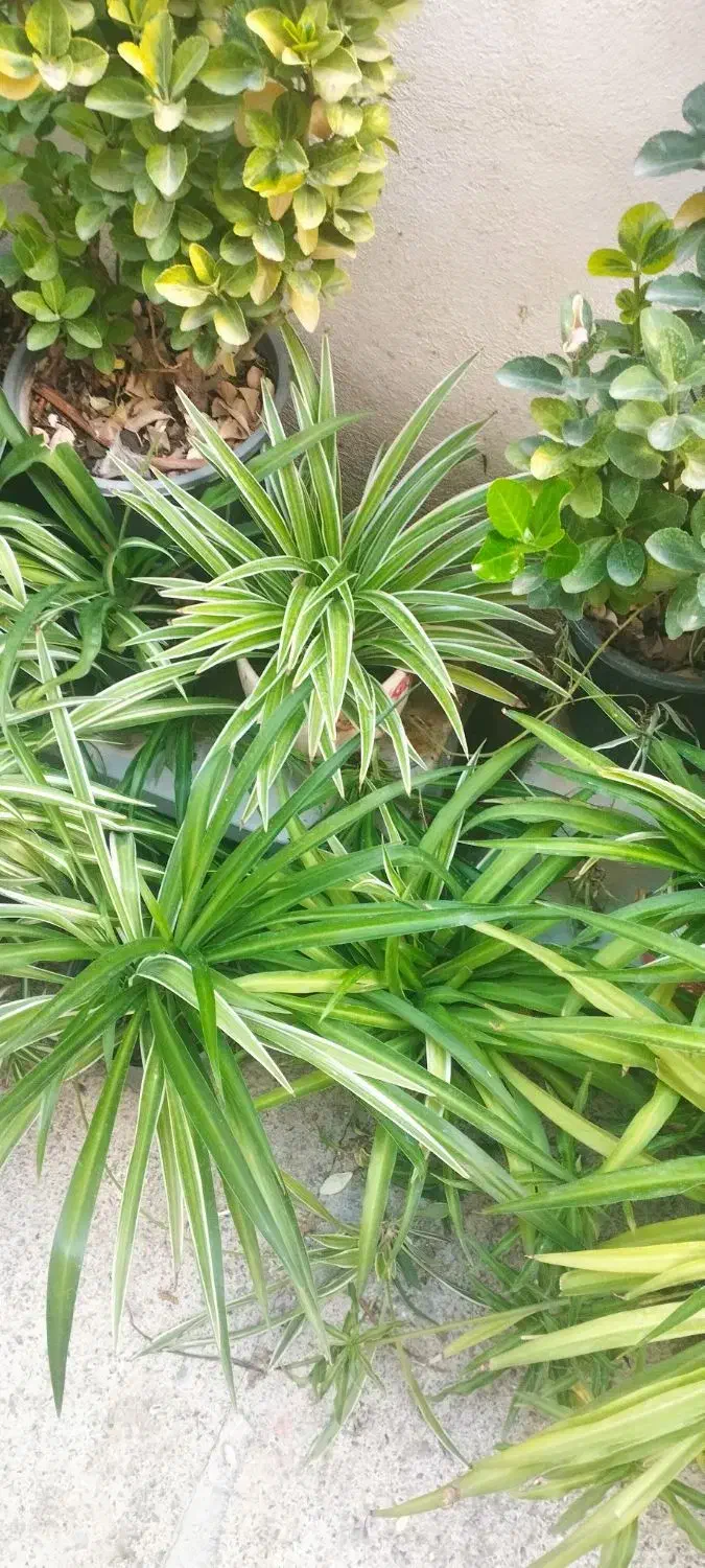 گل های طبیعی با یک زیره برای گل و وسایل|گل و گیاه طبیعی|کرمانشاه, |دیوار