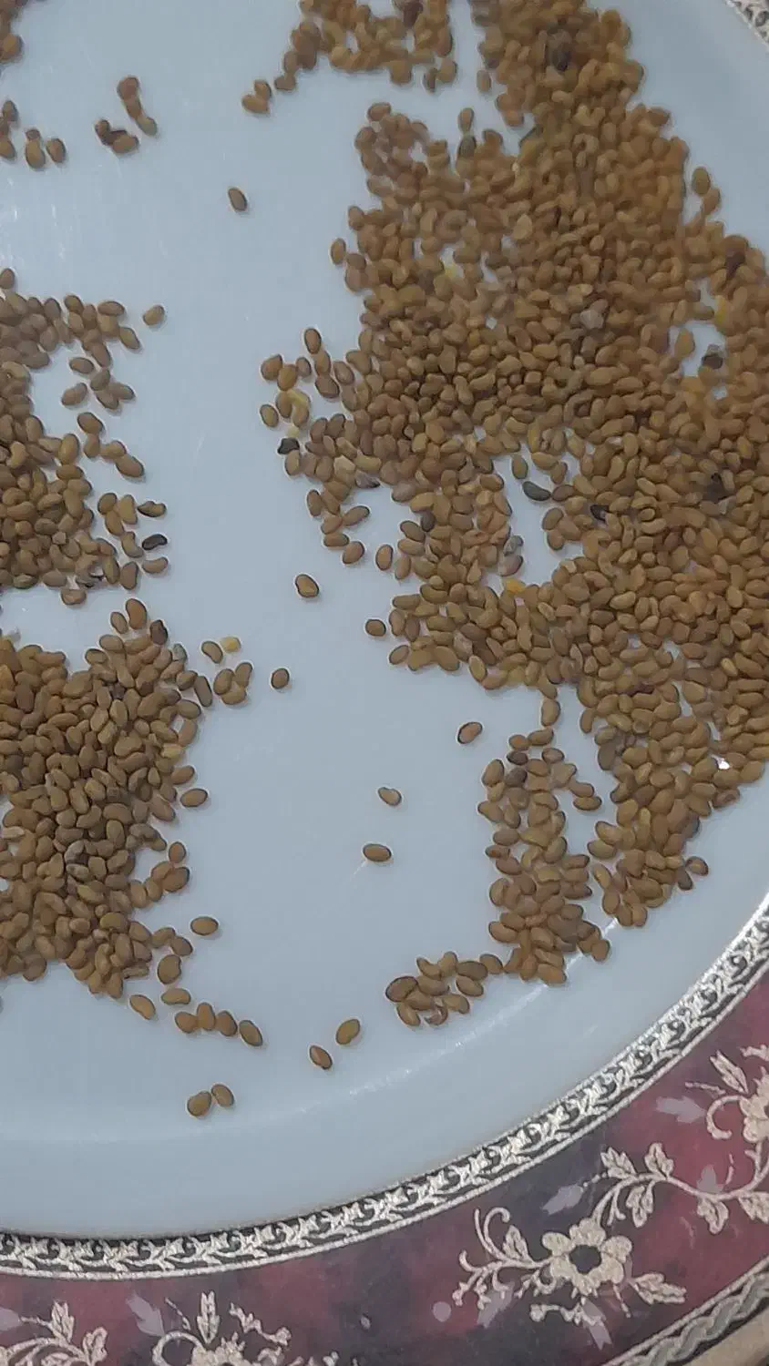 بذر یونجه ماپا|گل و گیاه طبیعی|شیراز, داریون|دیوار