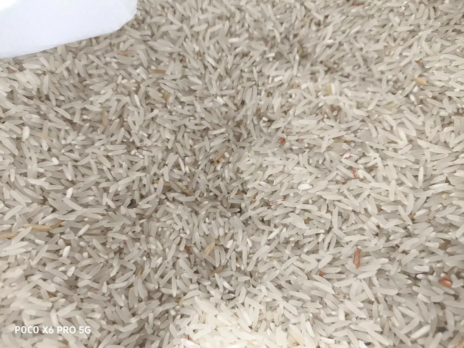 برنج فجر سوزنی|خوردنی و آشامیدنی|مزرعه کتول, |دیوار