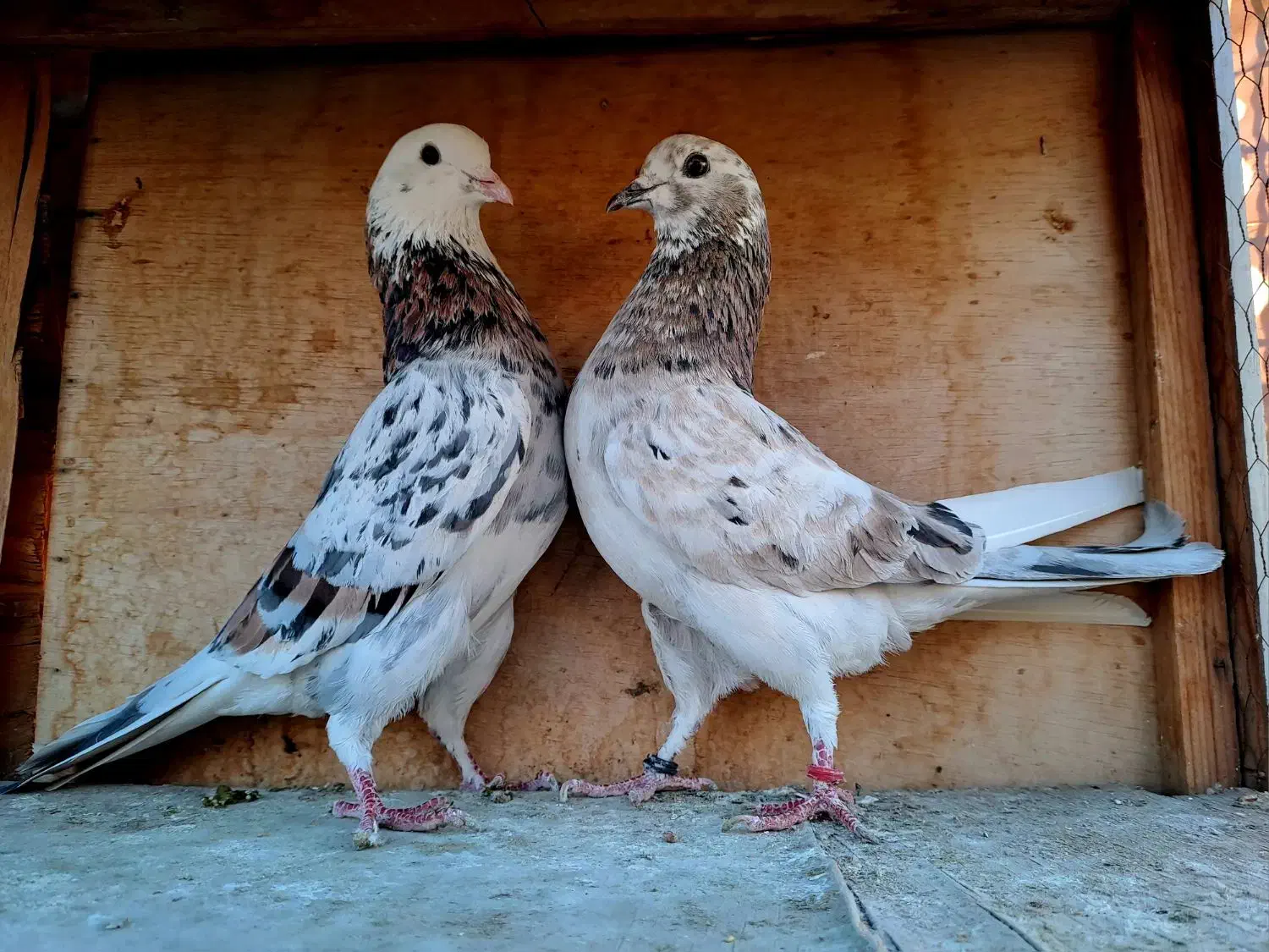 سرور|پرنده|شهر ری, امین آباد|دیوار