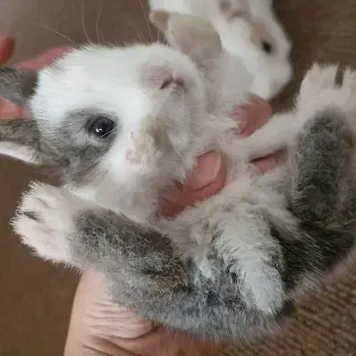 میکس خرگوش|موش و خرگوش|مشهد, رده|دیوار