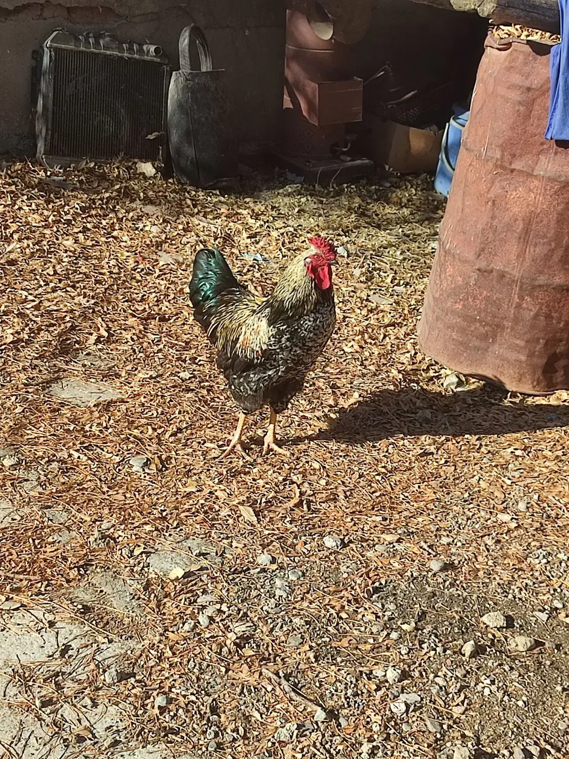 خروس زیبا|حیوانات مزرعه|سنندج, |دیوار