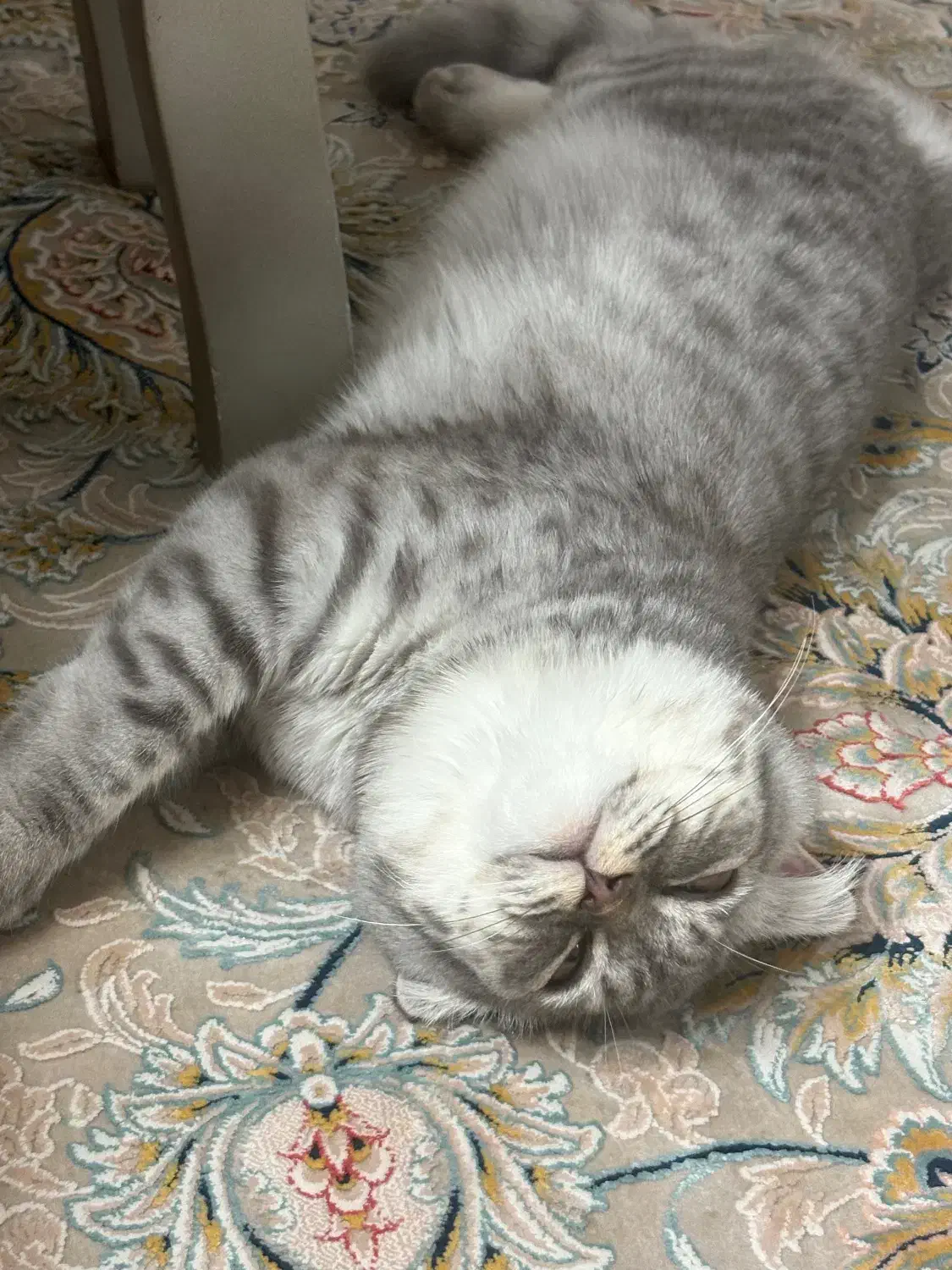 واگذاری بریتیش ۶ ماهه|گربه|ایرانشهر, |دیوار