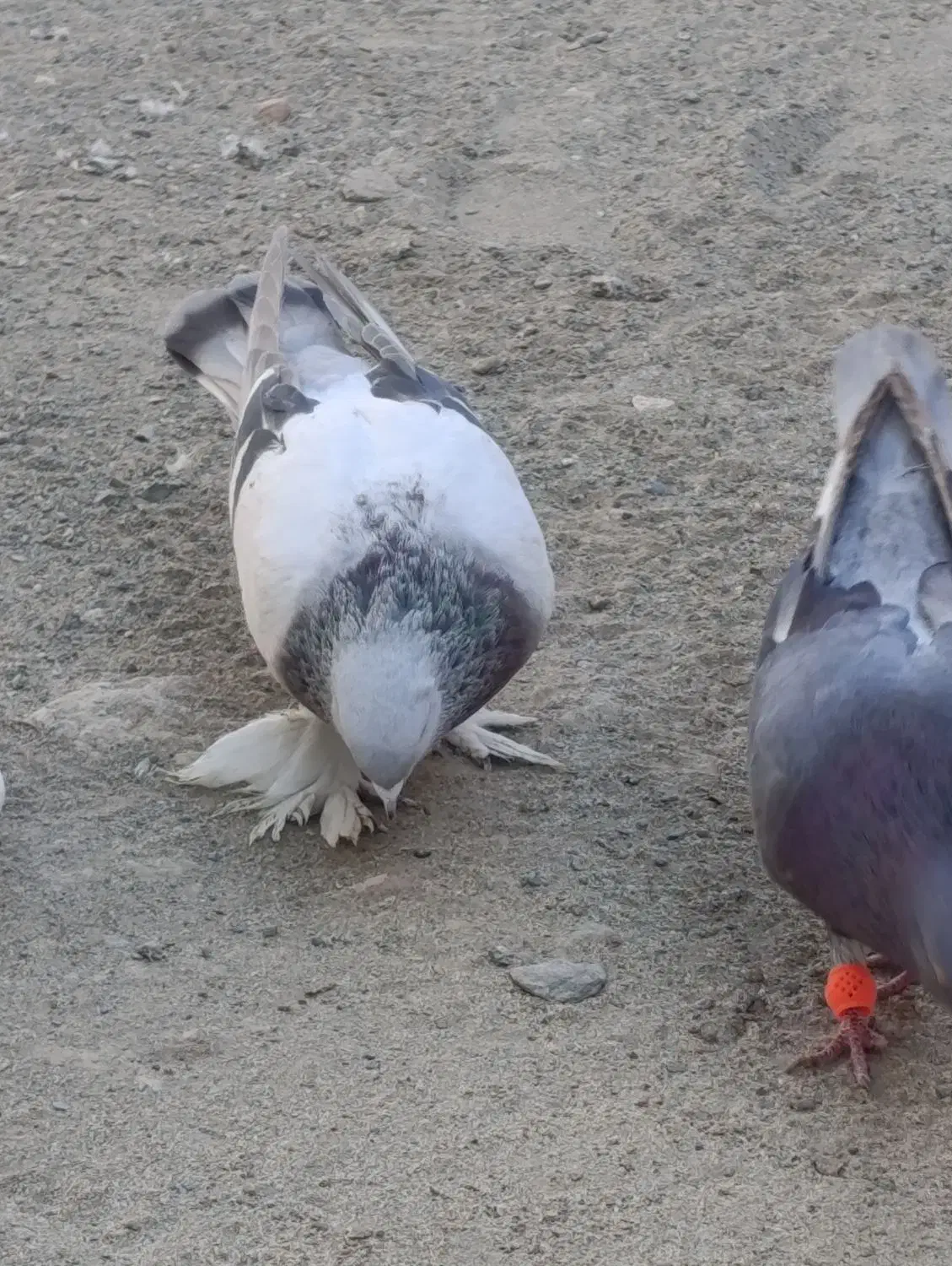 اگهی بخون|پرنده|کهنوج, |دیوار